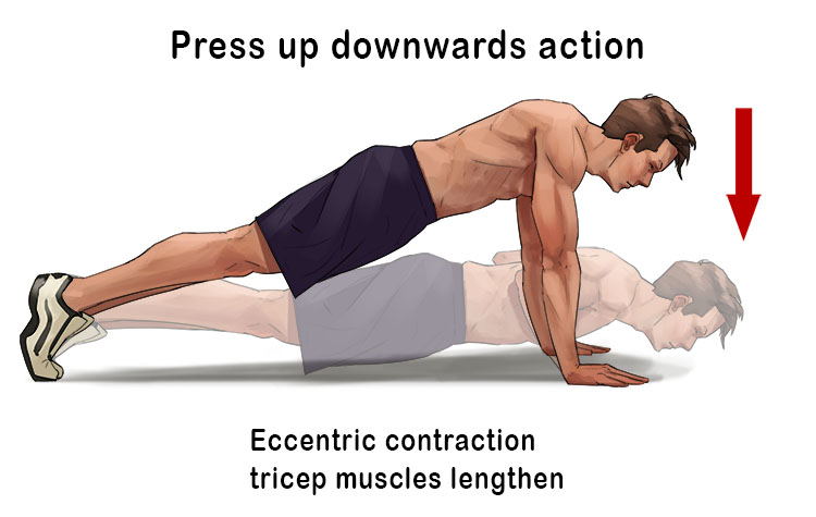  Doing a press up and moving your nose gradually towards the floor